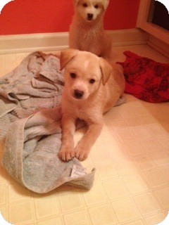 Golden Retriever Mix Puppy for Sale in Brattleboro, Vermont - Malfoy Pup Golden Retriever Mix Puppy for Sale in Brattleboro, Vermont - Malfoy Pup