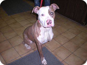 Pit Bull Terrier Dog for Sale in New Castle, Pennsylvania - Pit Bull Terrier Dog for Sale in New Castle, Pennsylvania -
