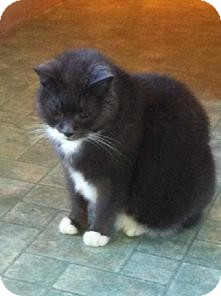 Domestic Shorthair Cat for Sale in Medford, Massachusetts - Spider - Courtesy Post Domestic Shorthair Cat for Sale in Medford, Massachusetts - Spider - Courtesy Post
