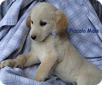 Australian Shepherd/Labrador Retriever Mix Puppy for Sale in Danbury, Connecticut - Piccalo ADOPTION PENDING Australian Shepherd/Labrador Retriever Mix Puppy for Sale in Danbury, Connecticut - Piccalo ADOPTION PENDING