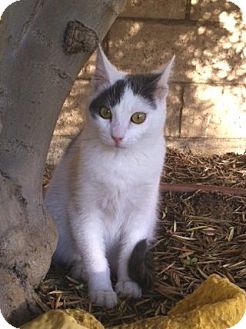 Domestic Shorthair Kitten for Sale in Irvine, California - ANDY Domestic Shorthair Kitten for Sale in Irvine, California - ANDY