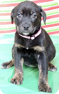 Labrador Retriever/Rottweiler Mix Puppy for Sale in Thousand Oaks, California - Ginger Labrador Retriever/Rottweiler Mix Puppy for Sale in Thousand Oaks, California - Ginger