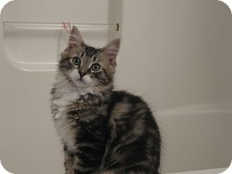 Domestic Longhair Kitten for Sale in Speonk, New York - Austin Domestic Longhair Kitten for Sale in Speonk, New York - Austin