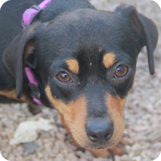 Chihuahua/Dachshund Mix Dog for Sale in Norwalk, Connecticut - Leroy Brown - adoption pending Chihuahua/Dachshund Mix Dog for Sale in Norwalk, Connecticut - Leroy Brown - adoption pending