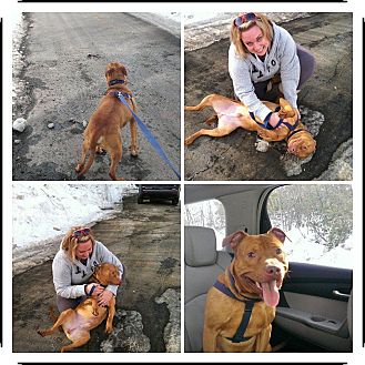 American Pit Bull Terrier Mix Dog for Sale in bridgeport, Connecticut - Smiley American Pit Bull Terrier Mix Dog for Sale in bridgeport, Connecticut - Smiley