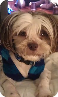 Shih Tzu Mix Dog for Sale in Sheridan, Oregon - Teddy Shih Tzu Mix Dog for Sale in Sheridan, Oregon - Teddy