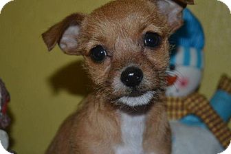 Terrier (Unknown Type, Small)/Chihuahua Mix Puppy for Sale in San Diego, California - Cinnamon Terrier (Unknown Type, Small)/Chihuahua Mix Puppy for Sale in San Diego, California - Cinnamon