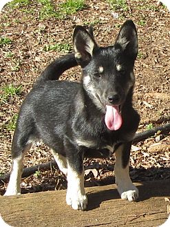 Husky/Xoloitzcuintle/Mexican Hairless Mix Puppy for Sale in Lincolnton, North Carolina - Rosie Husky/Xoloitzcuintle/Mexican Hairless Mix Puppy for Sale in Lincolnton, North Carolina - Rosie