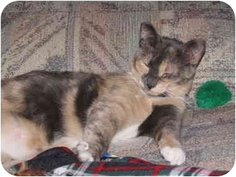 Calico Cat for Sale in Orlando, Florida - Callie Muffin Calico Cat for Sale in Orlando, Florida - Callie Muffin
