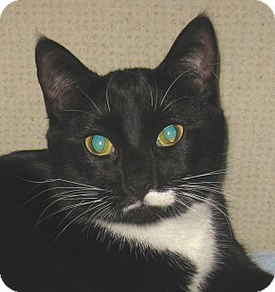 Domestic Shorthair Cat for Sale in Hamilton, New Jersey - L.B. - 2013 Domestic Shorthair Cat for Sale in Hamilton, New Jersey - L.B. - 2013