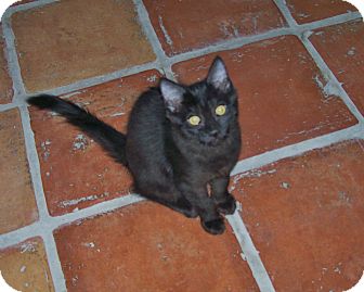 Domestic Shorthair Kitten for Sale in Tempe, Arizona - Blossom Domestic Shorthair Kitten for Sale in Tempe, Arizona - Blossom