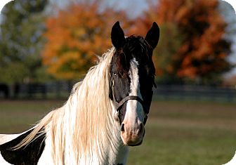 Saddlebred Mix for Sale in Nicholasville, Kentucky - Ace Saddlebred Mix for Sale in Nicholasville, Kentucky - Ace