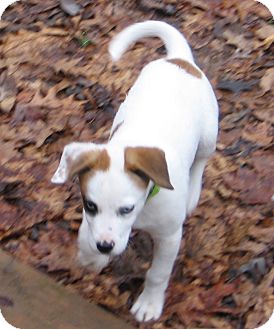 Hound (Unknown Type) Mix Puppy for Sale in Richmond, Virginia - Boo Hound (Unknown Type) Mix Puppy for Sale in Richmond, Virginia - Boo