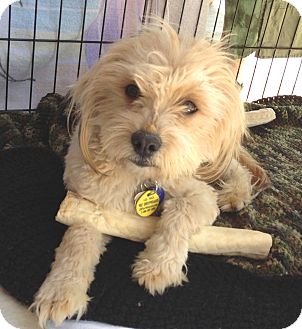 Maltese/Terrier (Unknown Type, Small) Mix Dog for Sale in Chandler, Arizona - Carson Maltese/Terrier (Unknown Type, Small) Mix Dog for Sale in Chandler, Arizona - Carson
