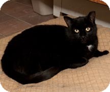 Domestic Shorthair Cat for Sale in Salem, New Hampshire - Buckley Domestic Shorthair Cat for Sale in Salem, New Hampshire - Buckley