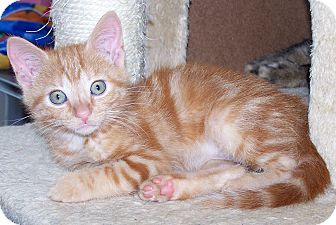 Domestic Shorthair Kitten for Sale in Troy, Michigan - Glinda Domestic Shorthair Kitten for Sale in Troy, Michigan - Glinda
