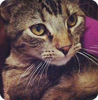 Domestic Shorthair Cat for Sale in Bentonville, Arkansas - Suki Domestic Shorthair Cat for Sale in Bentonville, Arkansas - Suki