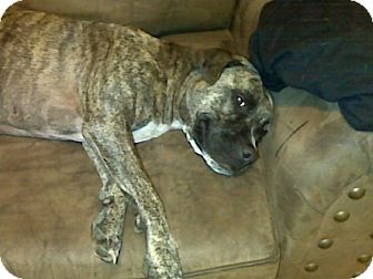 Boxer/American Staffordshire Terrier Mix Dog for Sale in Olmsted Falls, Ohio - Marbles-Courtesy Post Boxer/American Staffordshire Terrier Mix Dog for Sale in Olmsted Falls, Ohio - Marbles-Courtesy Post