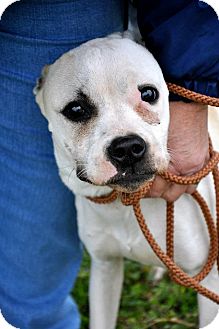 Boxer/American Bulldog Mix Puppy for Sale in Glastonbury, Connecticut - Merry Boxer/American Bulldog Mix Puppy for Sale in Glastonbury, Connecticut - Merry