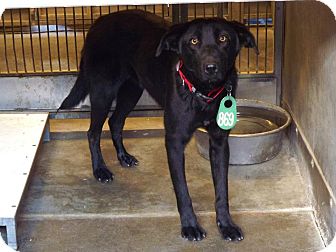 Labrador Retriever Mix Dog for Sale in San Diego, California - Jeanie URGENT Labrador Retriever Mix Dog for Sale in San Diego, California - Jeanie URGENT