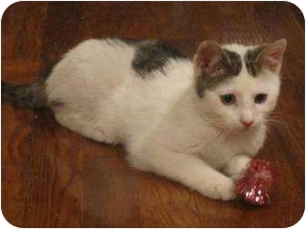 Domestic Shorthair Kitten for Sale in New York, New York - James Domestic Shorthair Kitten for Sale in New York, New York - James