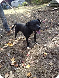 Staffordshire Bull Terrier Dog for Sale in Wanaque, New Jersey - Jeramiah Staffordshire Bull Terrier Dog for Sale in Wanaque, New Jersey - Jeramiah