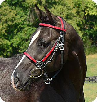 Tennessee Walking Horse Mix for Sale in Nicholasville, Kentucky - Didi Tennessee Walking Horse Mix for Sale in Nicholasville, Kentucky - Didi