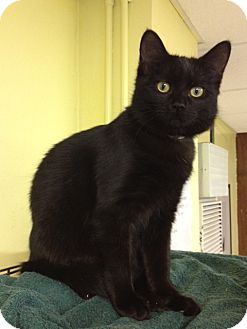 Domestic Shorthair Kitten for Sale in Grand Rapids, Michigan - Brittany Domestic Shorthair Kitten for Sale in Grand Rapids, Michigan - Brittany