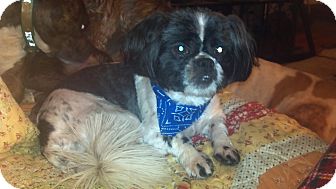 Shih Tzu Dog for Sale in Hazard, Kentucky - Aldo Shih Tzu Dog for Sale in Hazard, Kentucky - Aldo