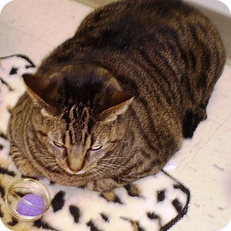 Domestic Shorthair Cat for Sale in Chesterland, Ohio - Bennie Domestic Shorthair Cat for Sale in Chesterland, Ohio - Bennie