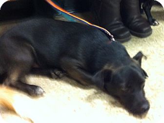 Chihuahua Mix Dog for Sale in Loudonville, New York - Aiden Chihuahua Mix Dog for Sale in Loudonville, New York - Aiden