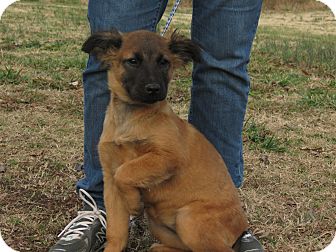 Belgian Malinois/Golden Retriever Mix Puppy for Sale in Glastonbury, Connecticut - Shelly~meet me~ Belgian Malinois/Golden Retriever Mix Puppy for Sale in Glastonbury, Connecticut - Shelly~meet me~