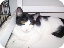 Domestic Shorthair Cat for Sale in La Canada Flintridge, California - Oreo Domestic Shorthair Cat for Sale in La Canada Flintridge, California - Oreo
