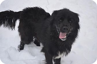 Labrador Retriever/Chow Chow Mix Dog for Sale in New cumberland, West Virginia - Rufus Labrador Retriever/Chow Chow Mix Dog for Sale in New cumberland, West Virginia - Rufus
