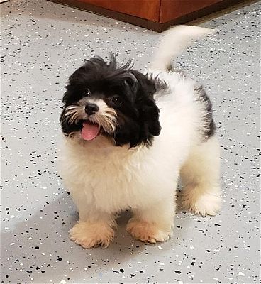 Orlando Fl Shih Tzu Poodle Miniature Meet Skipper A Pet For