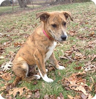 Mountain Cur Mix Puppy for Sale in Newtown, Connecticut - Jewel Mountain Cur Mix Puppy for Sale in Newtown, Connecticut - Jewel