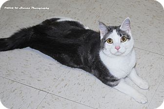 Domestic Shorthair Cat for Sale in Lincoln, Nebraska - Lily Domestic Shorthair Cat for Sale in Lincoln, Nebraska - Lily