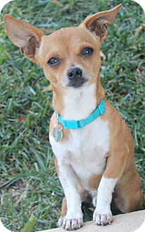 Chihuahua Dog for Sale in Temecula, California - Wrigley Chihuahua Dog for Sale in Temecula, California - Wrigley