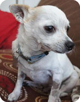 Chihuahua Mix Dog for Sale in San Diego, California - PeteE Chihuahua Mix Dog for Sale in San Diego, California - PeteE