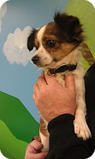 Chihuahua/Papillon Mix Dog for Sale in New Windsor, New York - Mark Chihuahua/Papillon Mix Dog for Sale in New Windsor, New York - Mark