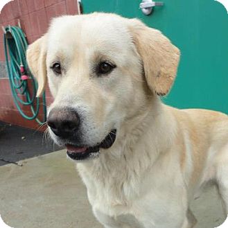 Labrador Retriever/Great Pyrenees Mix Dog for Sale in Homewood, Alabama - Dyson Labrador Retriever/Great Pyrenees Mix Dog for Sale in Homewood, Alabama - Dyson