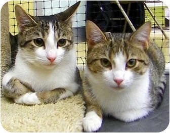 Domestic Mediumhair Kitten for Sale in Alexandria, Virginia - Lewis & Tippy Domestic Mediumhair Kitten for Sale in Alexandria, Virginia - Lewis & Tippy