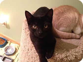 Domestic Shorthair Cat for Sale in East Hanover, New Jersey - Pandora Domestic Shorthair Cat for Sale in East Hanover, New Jersey - Pandora