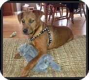Labrador Retriever Mix Dog for Sale in Windham, New Hampshire - Honey Boy (IN NEW ENGLAND) Labrador Retriever Mix Dog for Sale in Windham, New Hampshire - Honey Boy (IN NEW ENGLAND)
