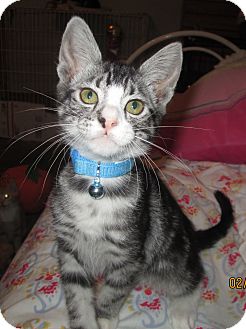 Domestic Shorthair Kitten for Sale in Simi Valley, California - Alphonse Domestic Shorthair Kitten for Sale in Simi Valley, California - Alphonse
