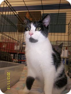 Domestic Shorthair Cat for Sale in Riverside, Rhode Island - Gavin Domestic Shorthair Cat for Sale in Riverside, Rhode Island - Gavin
