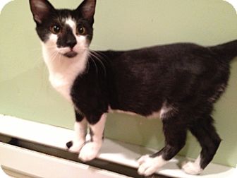 Domestic Shorthair Kitten for Sale in East Hanover, New Jersey - Bovine Domestic Shorthair Kitten for Sale in East Hanover, New Jersey - Bovine