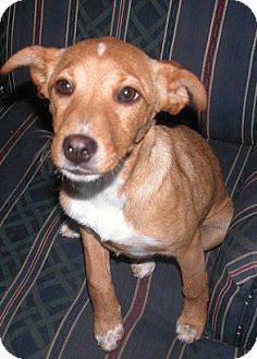 Labrador Retriever/Terrier (Unknown Type, Medium) Mix Puppy for Sale in Manchester, Connecticut - Penny Labrador Retriever/Terrier (Unknown Type, Medium) Mix Puppy for Sale in Manchester, Connecticut - Penny
