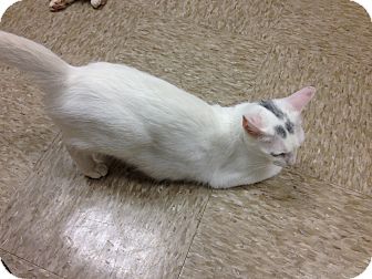 Domestic Shorthair Cat for Sale in Fort Lauderdale, Florida - Ariel Domestic Shorthair Cat for Sale in Fort Lauderdale, Florida - Ariel