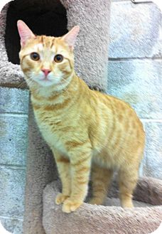 Domestic Shorthair Cat for Sale in Warminster, Pennsylvania - Sandman Domestic Shorthair Cat for Sale in Warminster, Pennsylvania - Sandman